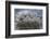 Wyoming, a Young Osprey Flaps it's Wings in Preparation for Fledging as Adult Looks On-Elizabeth Boehm-Framed Photographic Print