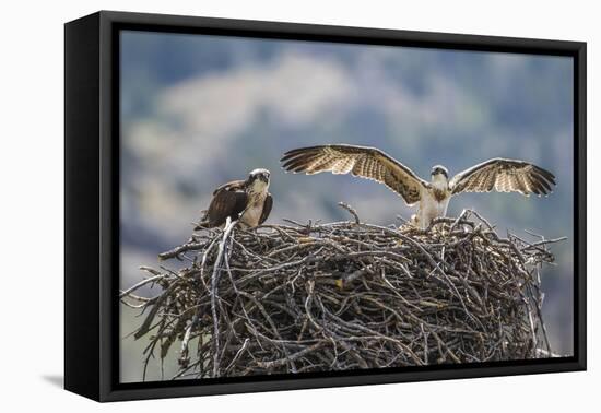 Wyoming, a Young Osprey Flaps it's Wings in Preparation for Fledging as Adult Looks On-Elizabeth Boehm-Framed Premier Image Canvas