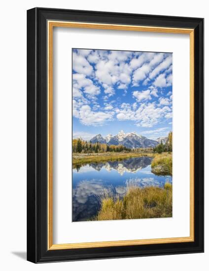 Wyoming, Autumn Color Along Snake River at Schwabacher Landing with Teton Mountains as a Backdrop-Elizabeth Boehm-Framed Photographic Print