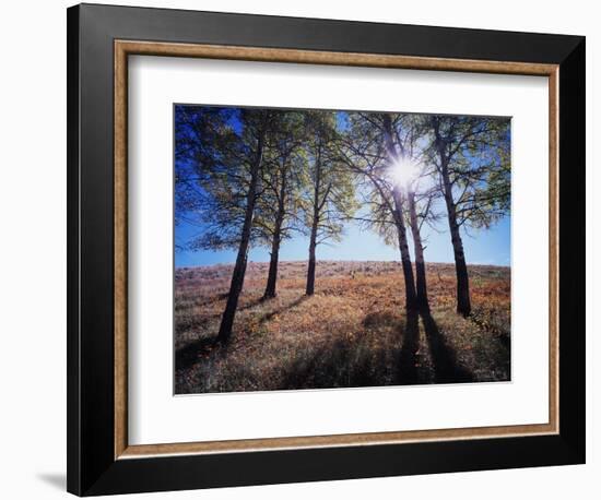 Wyoming, Bridger Teton Nf, the Suns Rays Shine Through Autumn Aspens-Christopher Talbot Frank-Framed Photographic Print