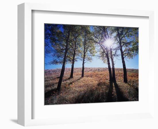 Wyoming, Bridger Teton Nf, the Suns Rays Shine Through Autumn Aspens-Christopher Talbot Frank-Framed Photographic Print