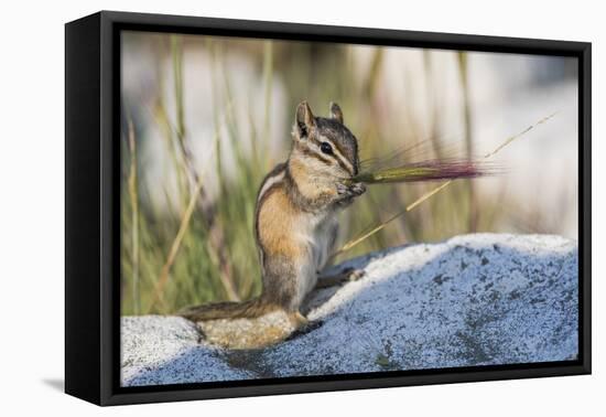 Wyoming, Chipmunk feeds on the seed head of a foxtail grass while standing on a rock.-Elizabeth Boehm-Framed Premier Image Canvas