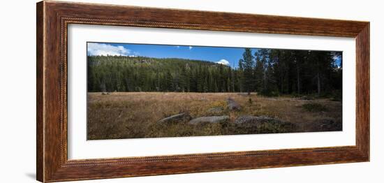 Wyoming Forest Clearing-Steve Gadomski-Framed Photographic Print