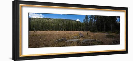 Wyoming Forest Clearing-Steve Gadomski-Framed Photographic Print