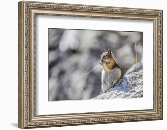 Wyoming, Golden-Mantled Ground Squirrel Eating Seedhead of Grass-Elizabeth Boehm-Framed Photographic Print