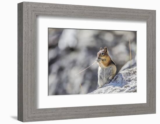 Wyoming, Golden-Mantled Ground Squirrel Eating Seedhead of Grass-Elizabeth Boehm-Framed Photographic Print