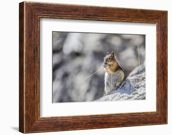 Wyoming, Golden-Mantled Ground Squirrel Eating Seedhead of Grass-Elizabeth Boehm-Framed Photographic Print