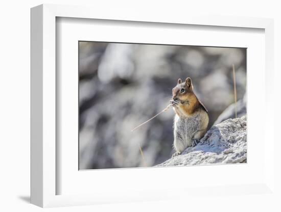 Wyoming, Golden-Mantled Ground Squirrel Eating Seedhead of Grass-Elizabeth Boehm-Framed Photographic Print