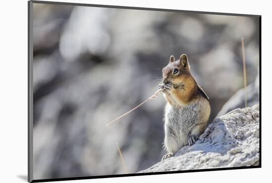 Wyoming, Golden-Mantled Ground Squirrel Eating Seedhead of Grass-Elizabeth Boehm-Mounted Photographic Print