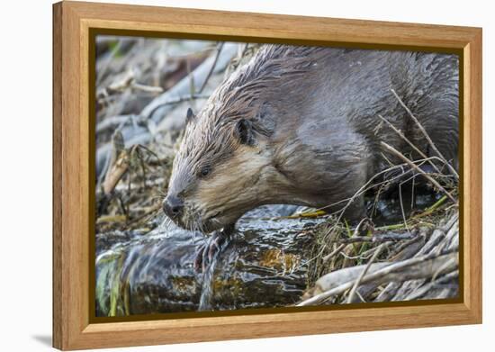 Wyoming, Grand Teton National Park, a Beaver Climbs over it's Dam at Schwabacher Landing-Elizabeth Boehm-Framed Premier Image Canvas