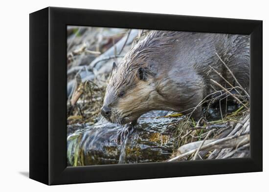 Wyoming, Grand Teton National Park, a Beaver Climbs over it's Dam at Schwabacher Landing-Elizabeth Boehm-Framed Premier Image Canvas