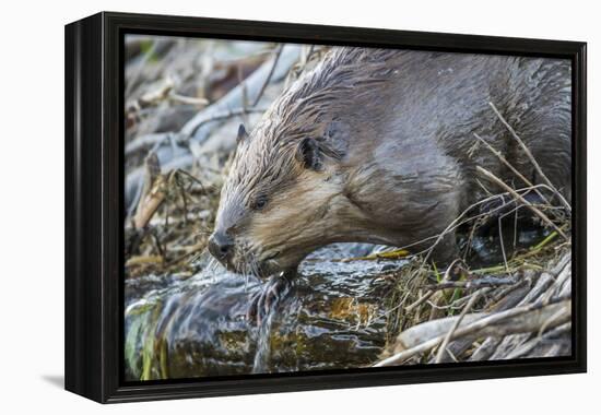 Wyoming, Grand Teton National Park, a Beaver Climbs over it's Dam at Schwabacher Landing-Elizabeth Boehm-Framed Premier Image Canvas