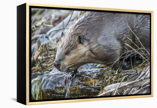 Wyoming, Grand Teton National Park, a Beaver Climbs over it's Dam at Schwabacher Landing-Elizabeth Boehm-Framed Premier Image Canvas