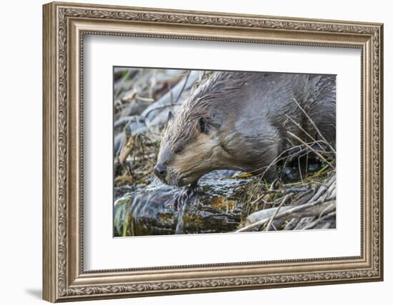 Wyoming, Grand Teton National Park, a Beaver Climbs over it's Dam at Schwabacher Landing-Elizabeth Boehm-Framed Photographic Print