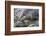 Wyoming, Grand Teton National Park, a Beaver Climbs over it's Dam at Schwabacher Landing-Elizabeth Boehm-Framed Photographic Print