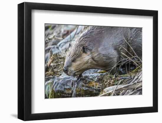 Wyoming, Grand Teton National Park, a Beaver Climbs over it's Dam at Schwabacher Landing-Elizabeth Boehm-Framed Photographic Print