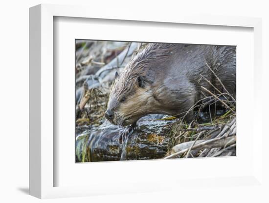 Wyoming, Grand Teton National Park, a Beaver Climbs over it's Dam at Schwabacher Landing-Elizabeth Boehm-Framed Photographic Print