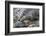 Wyoming, Grand Teton National Park, a Beaver Climbs over it's Dam at Schwabacher Landing-Elizabeth Boehm-Framed Photographic Print