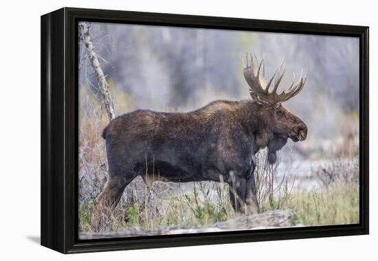 Wyoming, Grand Teton National Park, a Bull Moose Stands Along a River Bank in the Autumn-Elizabeth Boehm-Framed Premier Image Canvas