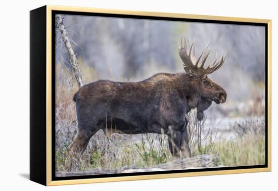 Wyoming, Grand Teton National Park, a Bull Moose Stands Along a River Bank in the Autumn-Elizabeth Boehm-Framed Premier Image Canvas