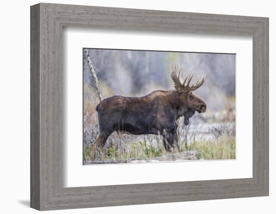 Wyoming, Grand Teton National Park, a Bull Moose Stands Along a River Bank in the Autumn-Elizabeth Boehm-Framed Photographic Print