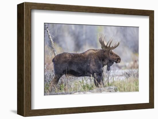 Wyoming, Grand Teton National Park, a Bull Moose Stands Along a River Bank in the Autumn-Elizabeth Boehm-Framed Photographic Print