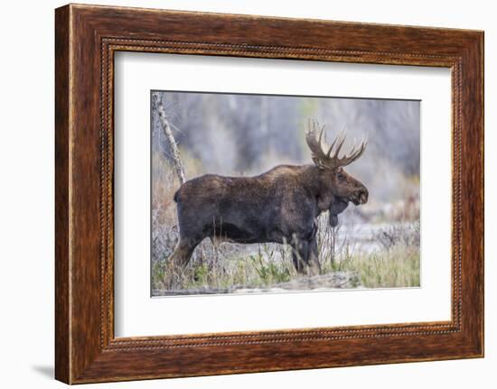 Wyoming, Grand Teton National Park, a Bull Moose Stands Along a River Bank in the Autumn-Elizabeth Boehm-Framed Photographic Print