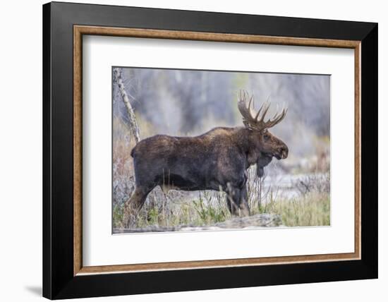 Wyoming, Grand Teton National Park, a Bull Moose Stands Along a River Bank in the Autumn-Elizabeth Boehm-Framed Photographic Print