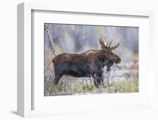 Wyoming, Grand Teton National Park, a Bull Moose Stands Along a River Bank in the Autumn-Elizabeth Boehm-Framed Photographic Print