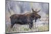 Wyoming, Grand Teton National Park, a Bull Moose Stands Along a River Bank in the Autumn-Elizabeth Boehm-Mounted Photographic Print