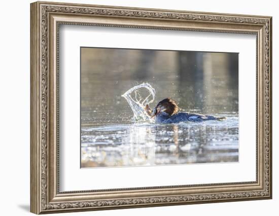 Wyoming, Grand Teton National Park, a Juvenile Common Merganser Fishes at Schwabacher Landing-Elizabeth Boehm-Framed Photographic Print