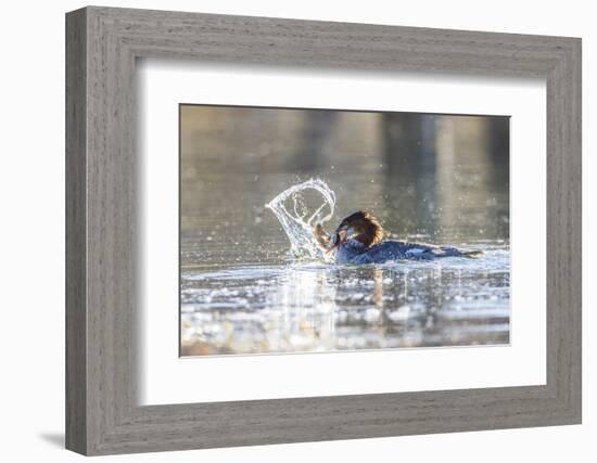 Wyoming, Grand Teton National Park, a Juvenile Common Merganser Fishes at Schwabacher Landing-Elizabeth Boehm-Framed Photographic Print