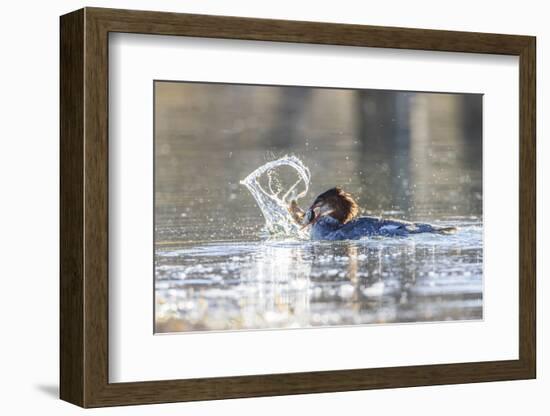 Wyoming, Grand Teton National Park, a Juvenile Common Merganser Fishes at Schwabacher Landing-Elizabeth Boehm-Framed Photographic Print