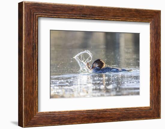 Wyoming, Grand Teton National Park, a Juvenile Common Merganser Fishes at Schwabacher Landing-Elizabeth Boehm-Framed Photographic Print