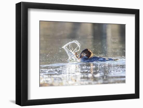 Wyoming, Grand Teton National Park, a Juvenile Common Merganser Fishes at Schwabacher Landing-Elizabeth Boehm-Framed Photographic Print