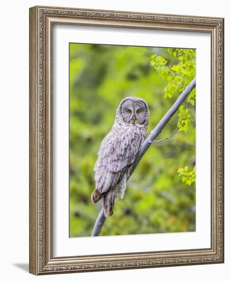 Wyoming, Grand Teton National Park, an Adult Great Gray Owl Roosts on a Branch-Elizabeth Boehm-Framed Photographic Print