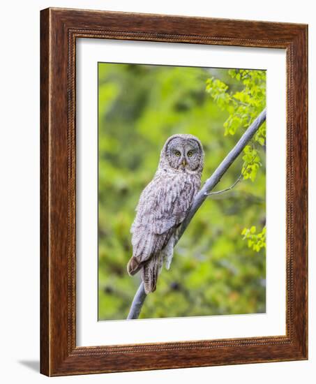 Wyoming, Grand Teton National Park, an Adult Great Gray Owl Roosts on a Branch-Elizabeth Boehm-Framed Photographic Print