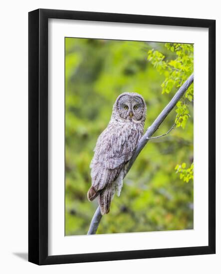 Wyoming, Grand Teton National Park, an Adult Great Gray Owl Roosts on a Branch-Elizabeth Boehm-Framed Photographic Print