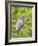 Wyoming, Grand Teton National Park, an Adult Great Gray Owl Roosts on a Branch-Elizabeth Boehm-Framed Photographic Print