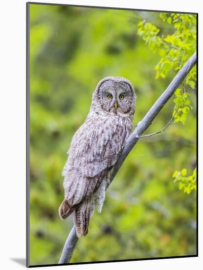 Wyoming, Grand Teton National Park, an Adult Great Gray Owl Roosts on a Branch-Elizabeth Boehm-Mounted Photographic Print