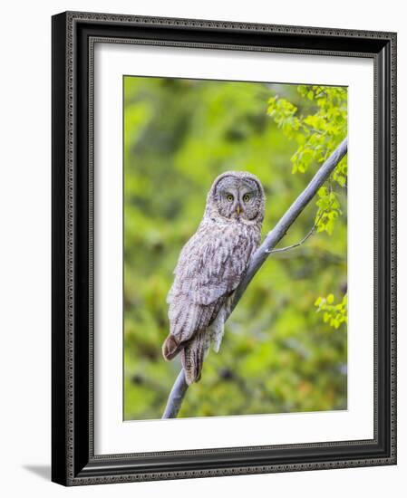 Wyoming, Grand Teton National Park, an Adult Great Gray Owl Roosts on a Branch-Elizabeth Boehm-Framed Photographic Print