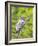 Wyoming, Grand Teton National Park, an Adult Great Gray Owl Roosts on a Branch-Elizabeth Boehm-Framed Photographic Print