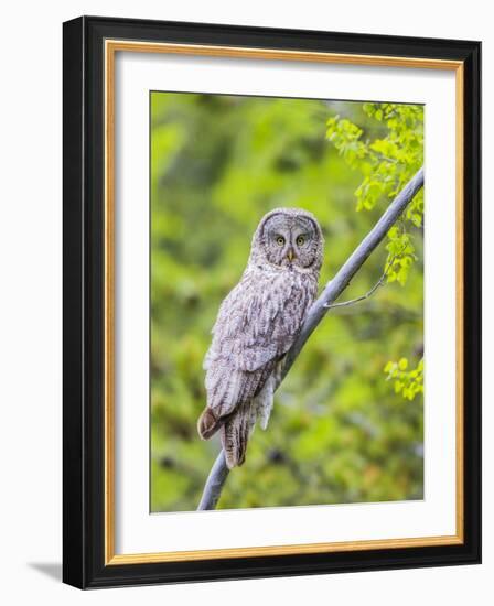 Wyoming, Grand Teton National Park, an Adult Great Gray Owl Roosts on a Branch-Elizabeth Boehm-Framed Photographic Print