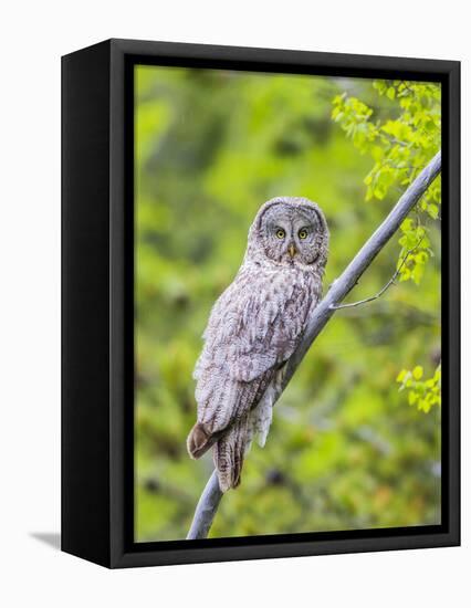 Wyoming, Grand Teton National Park, an Adult Great Gray Owl Roosts on a Branch-Elizabeth Boehm-Framed Premier Image Canvas