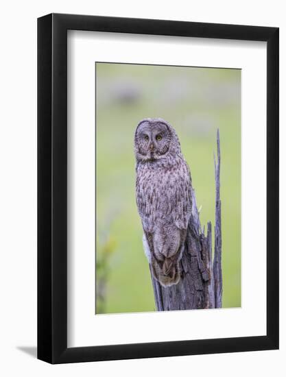 Wyoming, Grand Teton National Park, an Adult Great Gray Owl Sits on a Stump-Elizabeth Boehm-Framed Photographic Print