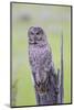 Wyoming, Grand Teton National Park, an Adult Great Gray Owl Sits on a Stump-Elizabeth Boehm-Mounted Photographic Print