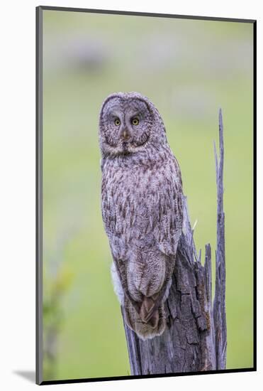 Wyoming, Grand Teton National Park, an Adult Great Gray Owl Sits on a Stump-Elizabeth Boehm-Mounted Photographic Print