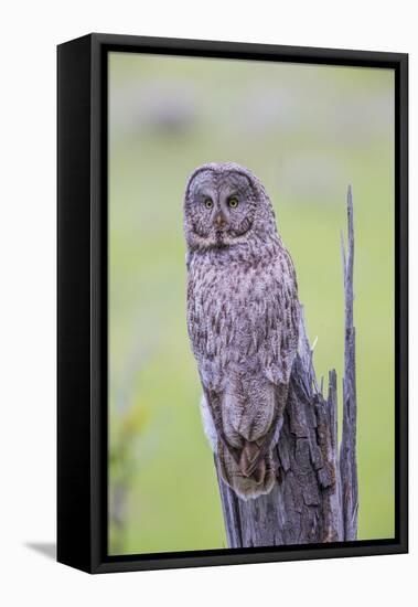 Wyoming, Grand Teton National Park, an Adult Great Gray Owl Sits on a Stump-Elizabeth Boehm-Framed Premier Image Canvas