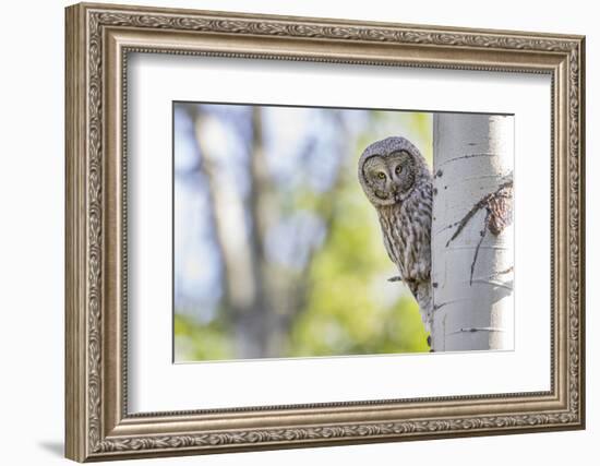 Wyoming, Grand Teton National Park, an Adult Great Gray Owl Stares from Behind an Aspen Tree-Elizabeth Boehm-Framed Photographic Print