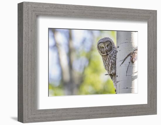 Wyoming, Grand Teton National Park, an Adult Great Gray Owl Stares from Behind an Aspen Tree-Elizabeth Boehm-Framed Photographic Print